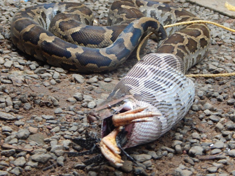 python regurgitating