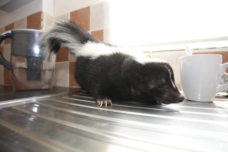 Man Uses Smoke Bomb On Skunk, Burns House Down