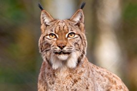 Lynx