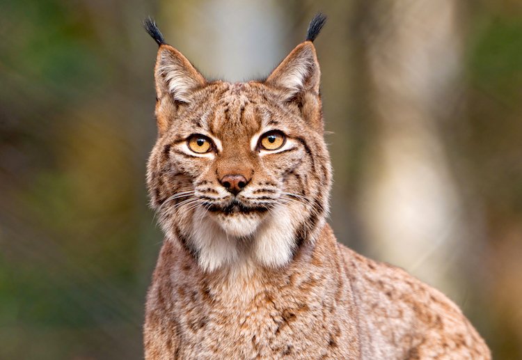 Lynx