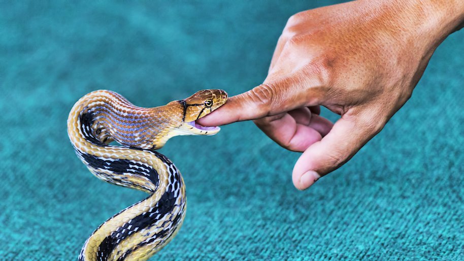snake man bites police officer