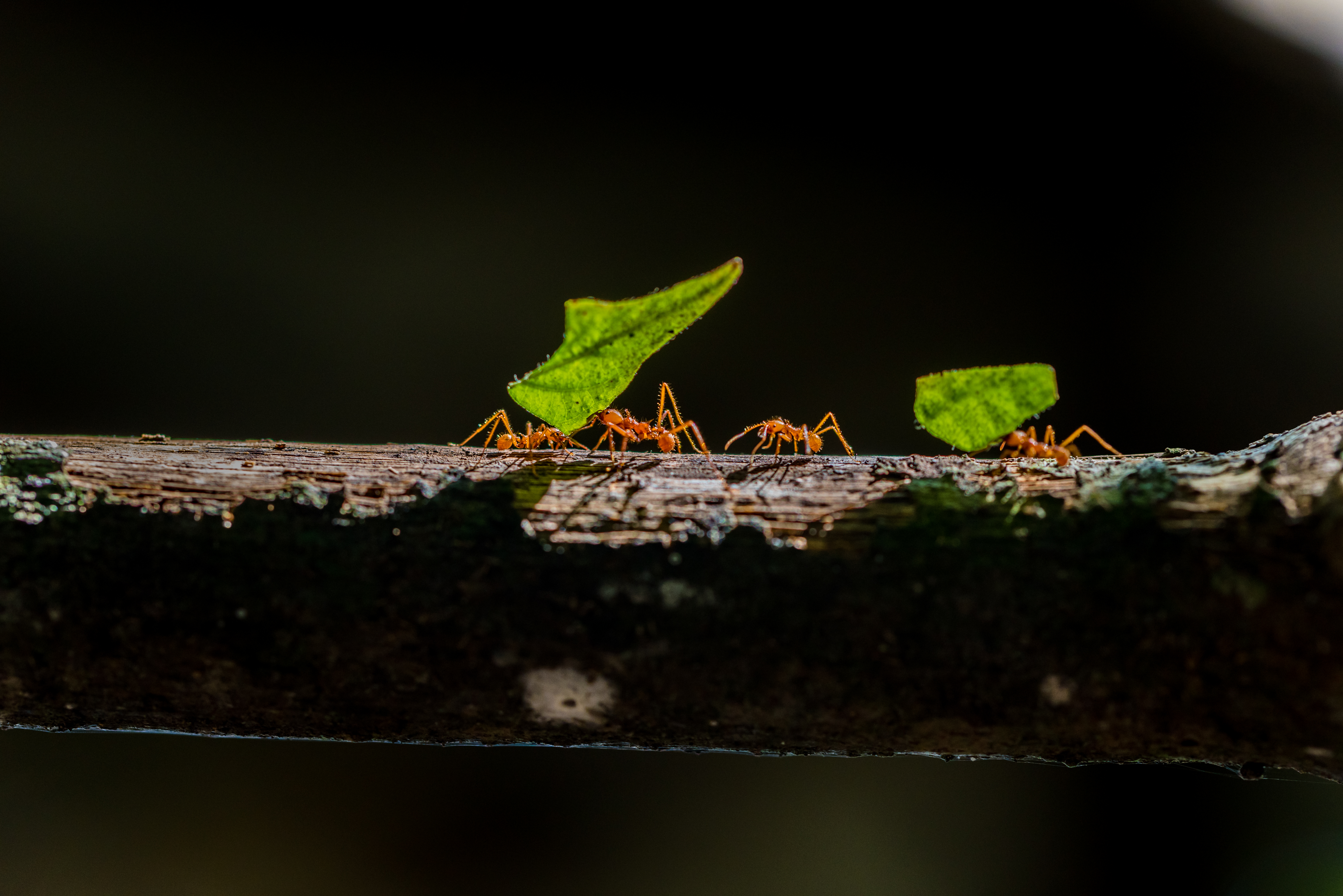 Ants That Explode To Protect Its Colony Discovered In Borneo