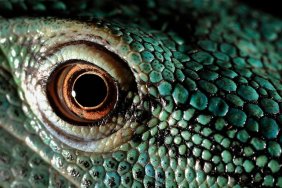 toxic green blood lizards