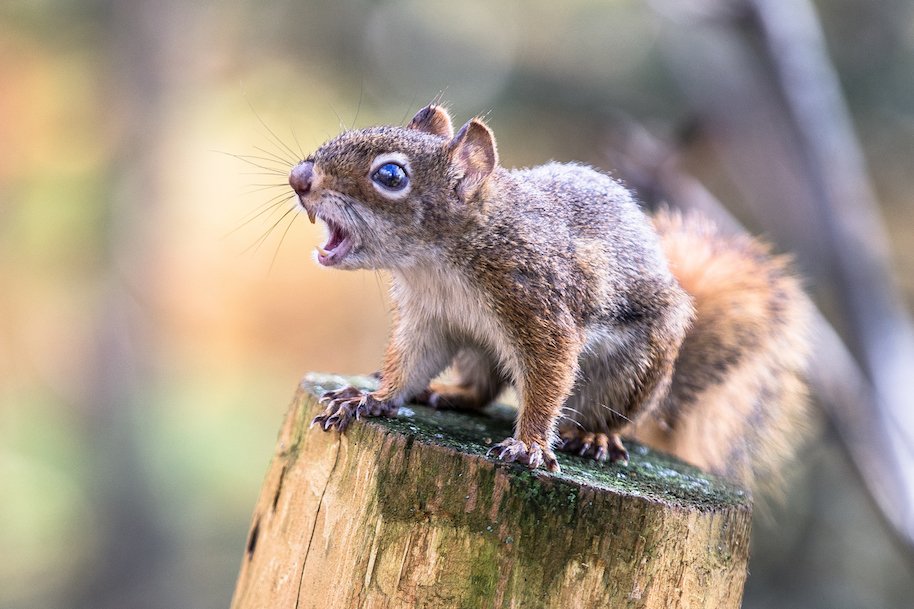 Even The Squirrels In Florida Are Crazy Warns Misspelled Sign Mandatory