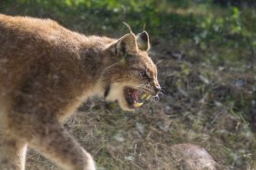 two bobcats fight utility pole