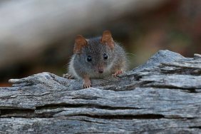 endangered species, antechinus argentus