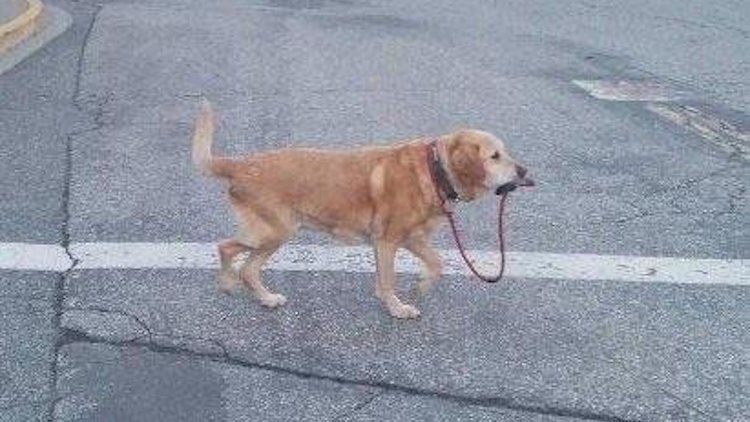 funny photos 6-15-18