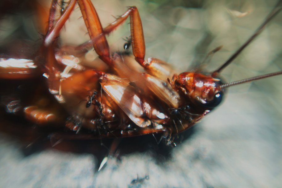 living cockroach