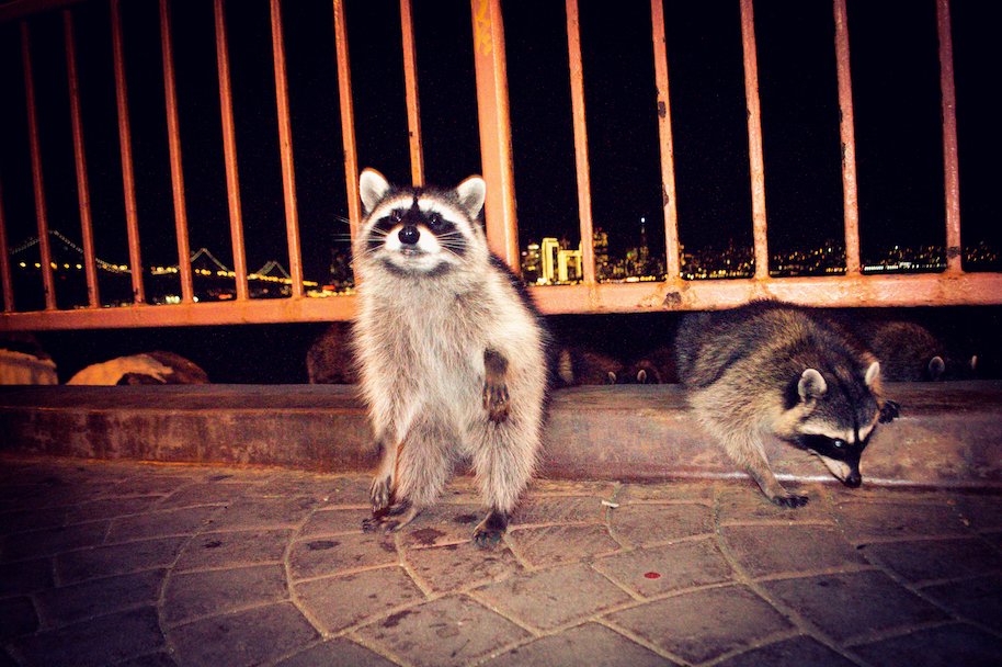 raccoon, nocturnal animals
