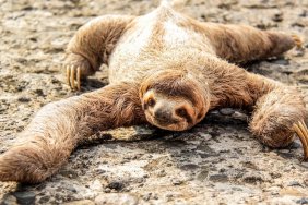 sloths poop