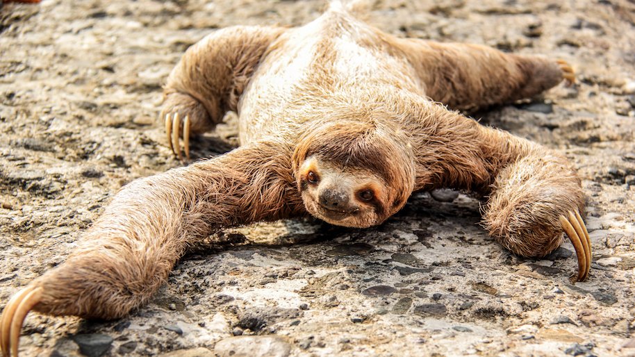 sloths poop