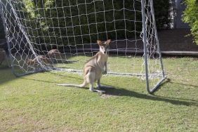 kangaroo on soccer pitch