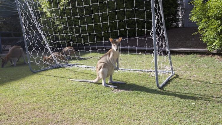 kangaroo on soccer pitch