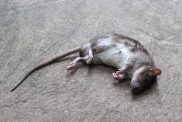 rat dies