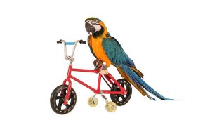 Bird riding a bicycle