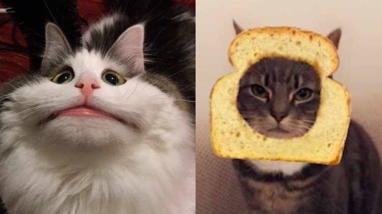 Snapchat cat lens filter