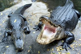 Horny Alligators Florida