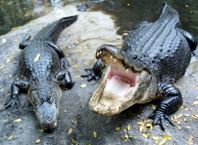 Horny Alligators Florida