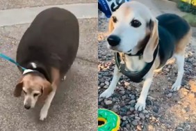 beagle weight loss