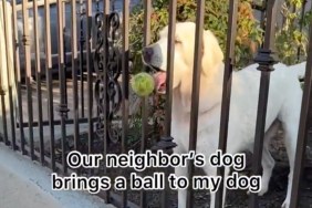 amazing dog videos