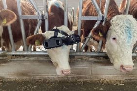 cow VR