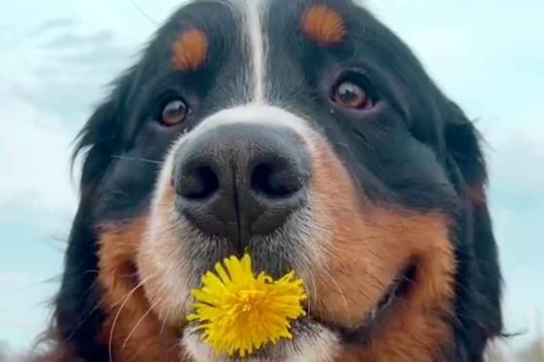 most amazing dog videos