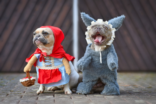 TikTok: The Most Amazing Dog Videos of the Week 10-24-22