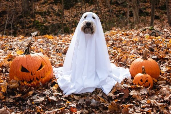 Mandatory TikTok: The Most Amazing Dog Videos of the Week 10-17-22