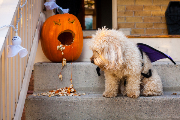 TikTok: The Most Amazing Dog Videos of the Week 10-31-22