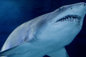 Bright Orange Shark Spotted in Costa Rica, Experts Weigh In