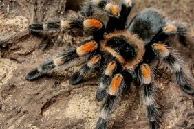 New Tarantulas Discovered With Huge Genitals