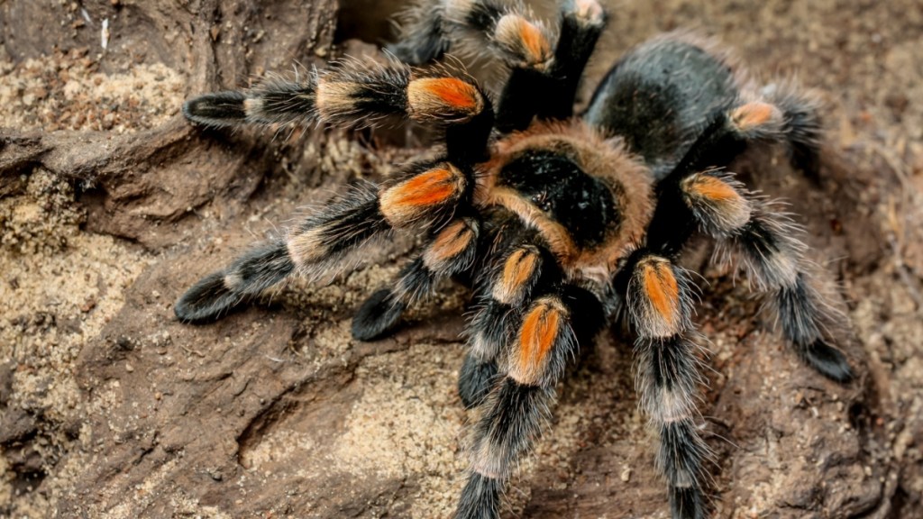 New Tarantulas Discovered With Huge Genitals