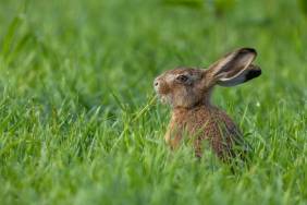 Rabbits With Tentacles On Face Invades US, Experts Issue Warning
