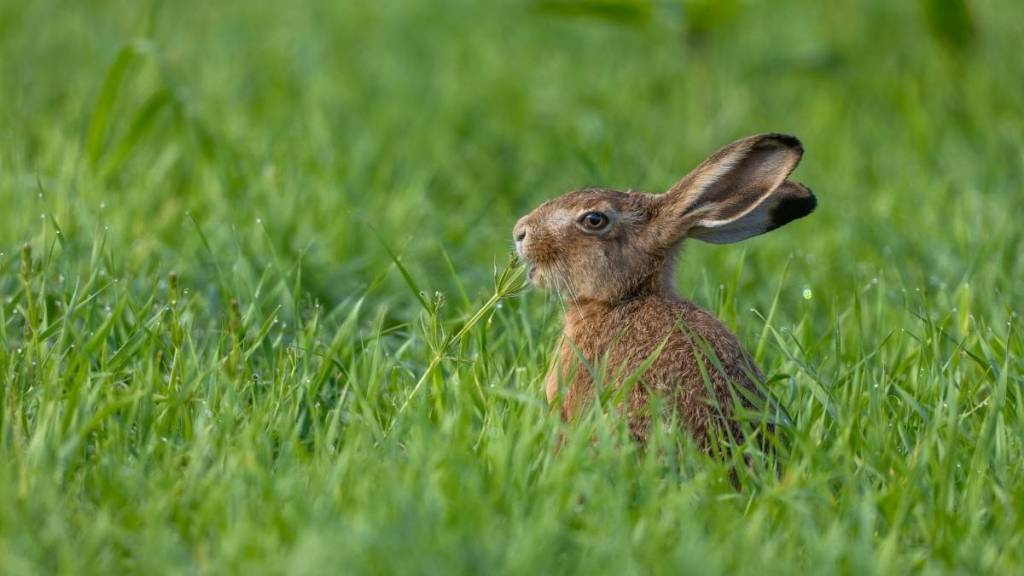 Rabbits With Tentacles On Face Invades US, Experts Issue Warning