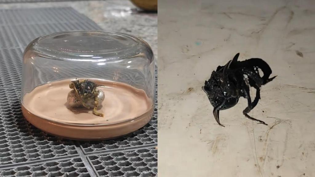 Viral Clip of Venom-like Beast Emerging From Meteorite Debunked