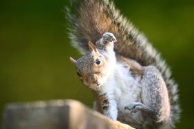 Serial Attacker Squirrel Sends Residents to ER in California