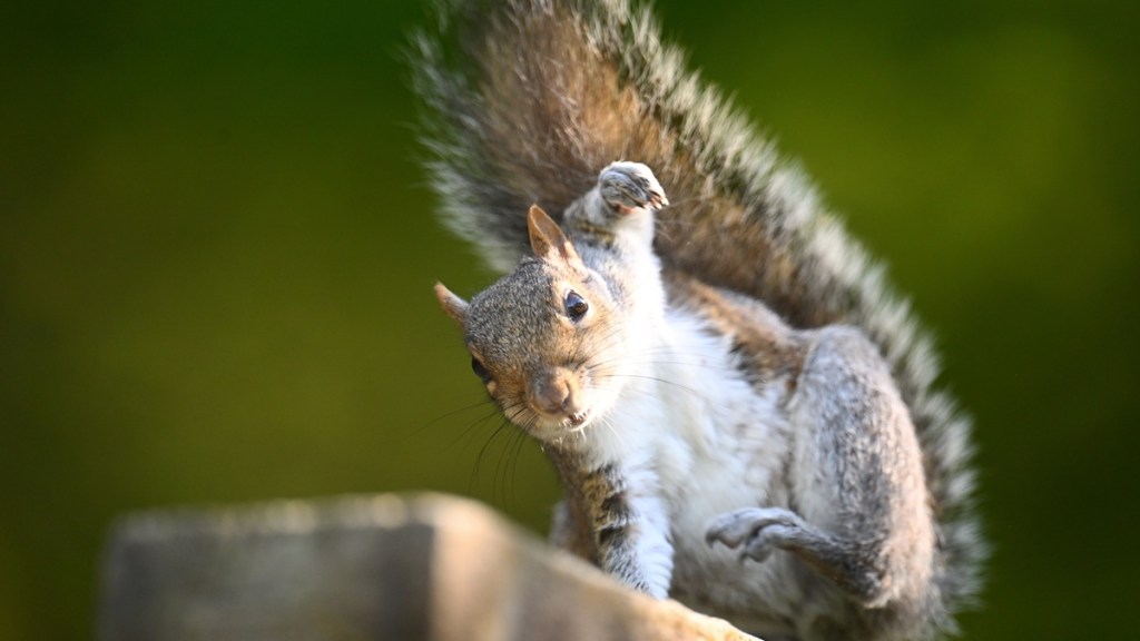 Serial Attacker Squirrel Sends Residents to ER in California
