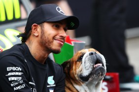 lewis hamilton roscoe dog f1 bulldog