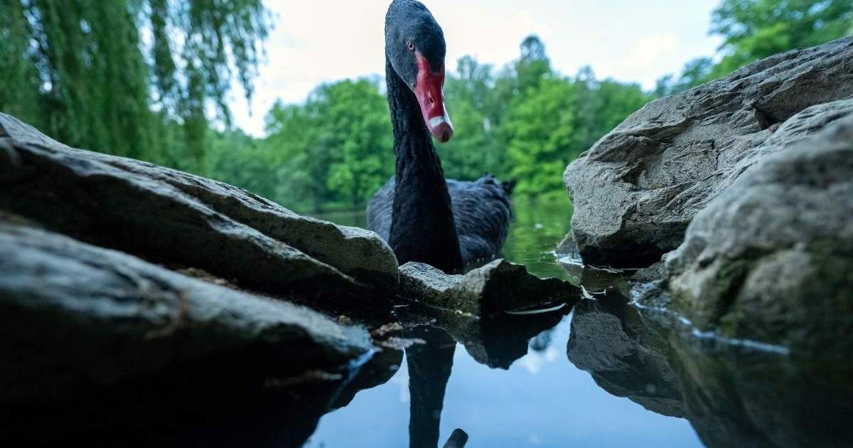 Black Swan, Mr. Terminator Evicted From Town After Causing Havoc Among ...
