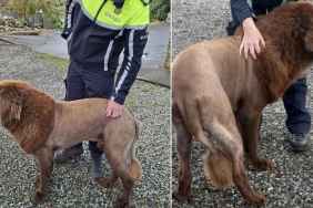 Massive ‘Lion’ Spotted in Ireland Has Finally Been Explained