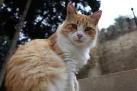 Woman Fined $1,400 for Badly Behaved Cat