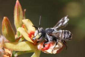 Netflix’s Lucifer Inspires the Name of Australian Bee for This Reason