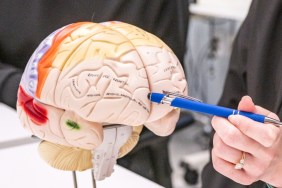 adulthood study brain