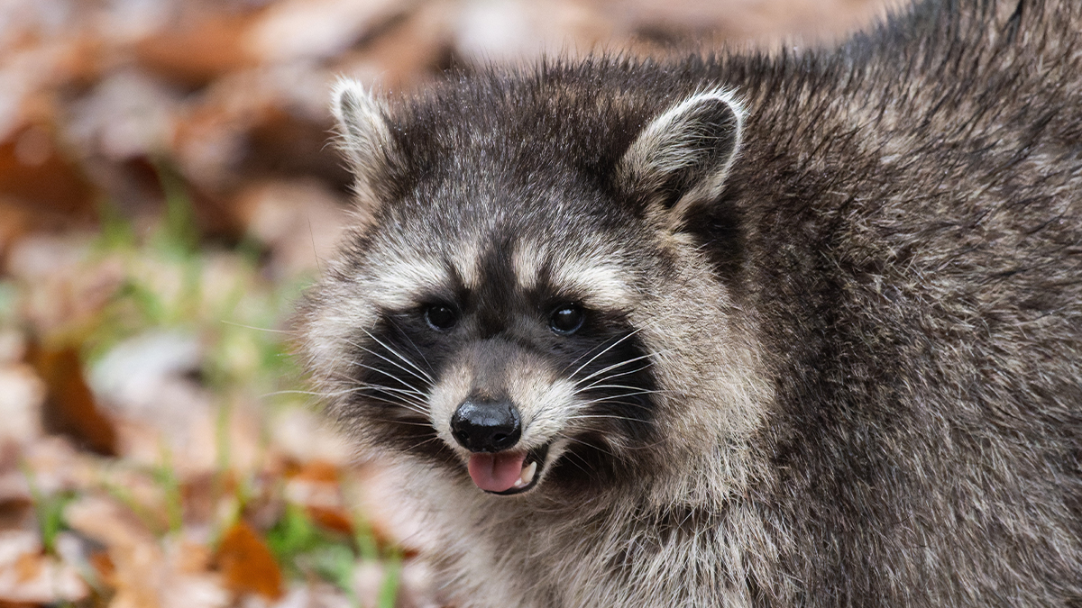Druck Racoon Raccoon Breaks Into Liquor Store… Again - Mandatory