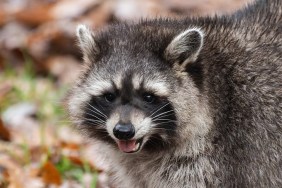 Raccoon Breaks Into Liquor Store... Again
