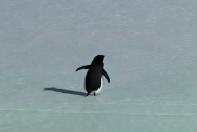 'Nihilist Penguin' Taking Over the Internet, Here's Why