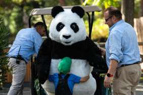 Japanese Zookeepers Are ‘Mimicking’ Pandas for This Reason