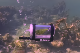 Bebe the Parrot Goes Viral for Exploring Bahamas in Custom Built Submarine