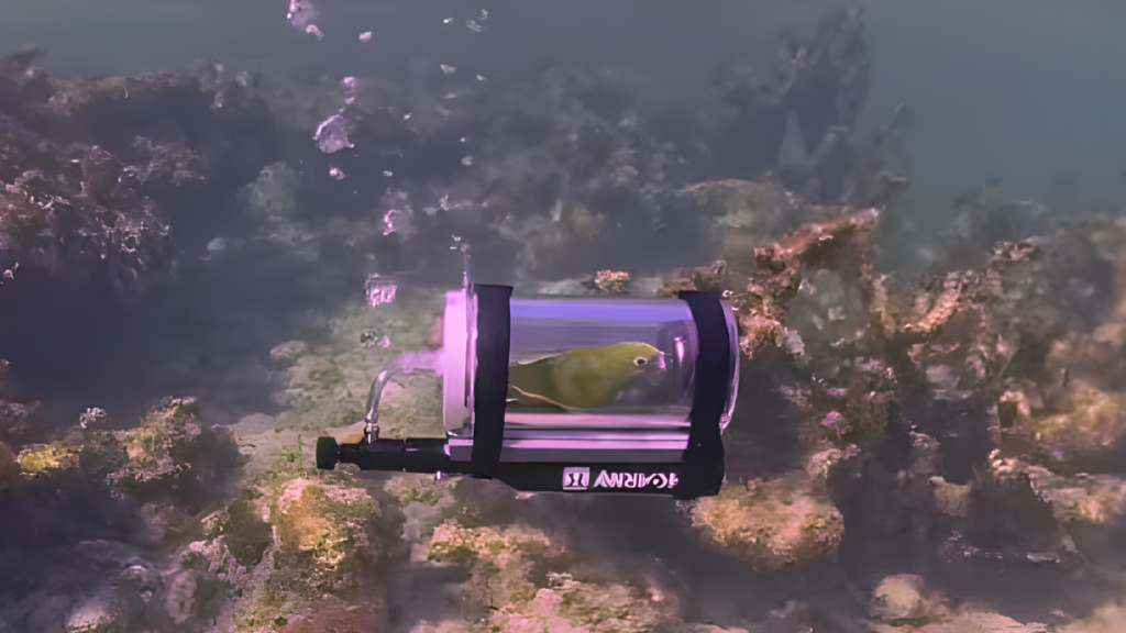 Bebe the Parrot Goes Viral for Exploring Bahamas in Custom Built Submarine