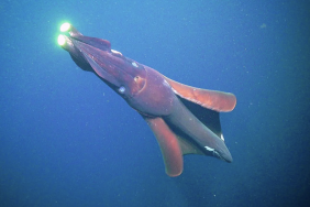 giant squid